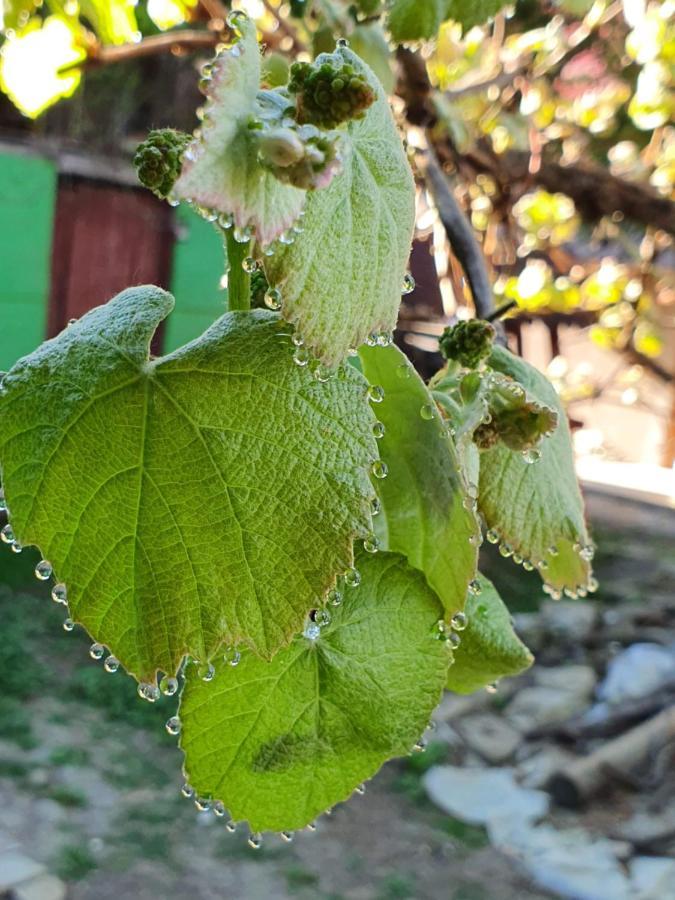 Casa Hera Călimăneşti Dış mekan fotoğraf